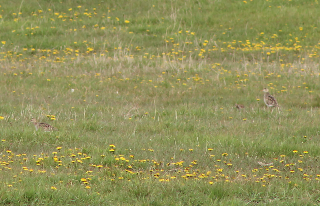 A distant shot of two Upland Sandpipers in a grassy field.