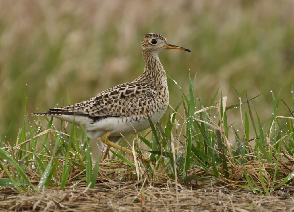 A close-up image of one Upland Sandpiper in dewy grass.