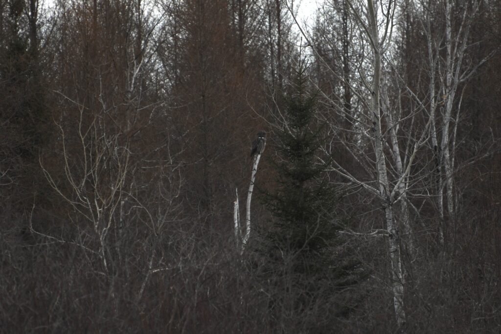 A Great Gray Owl perched in a dense tangle of trees, photographed from far away.