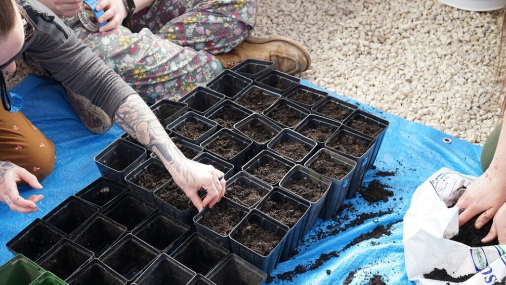 A blue tarp with many black planters filled with soil. A person is planting a seed.