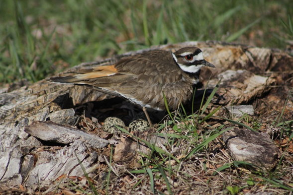 A bird sitting on its nest, with two eggs.