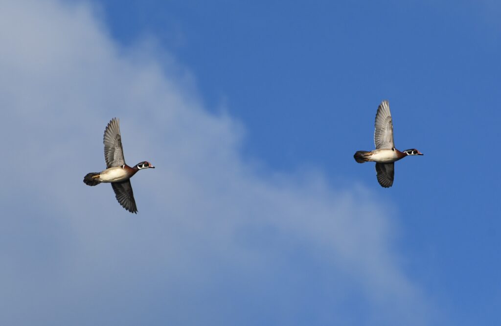 Two wood ducks flying across a blue sky.