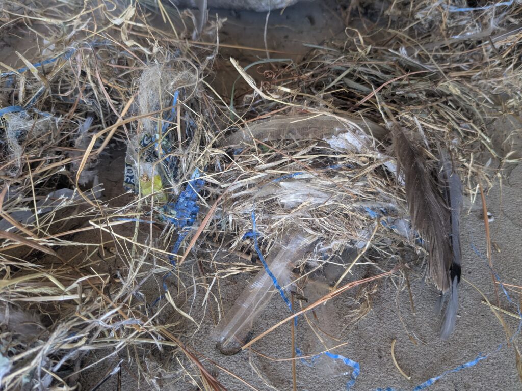 Pieces of trash used in a bird's nest.