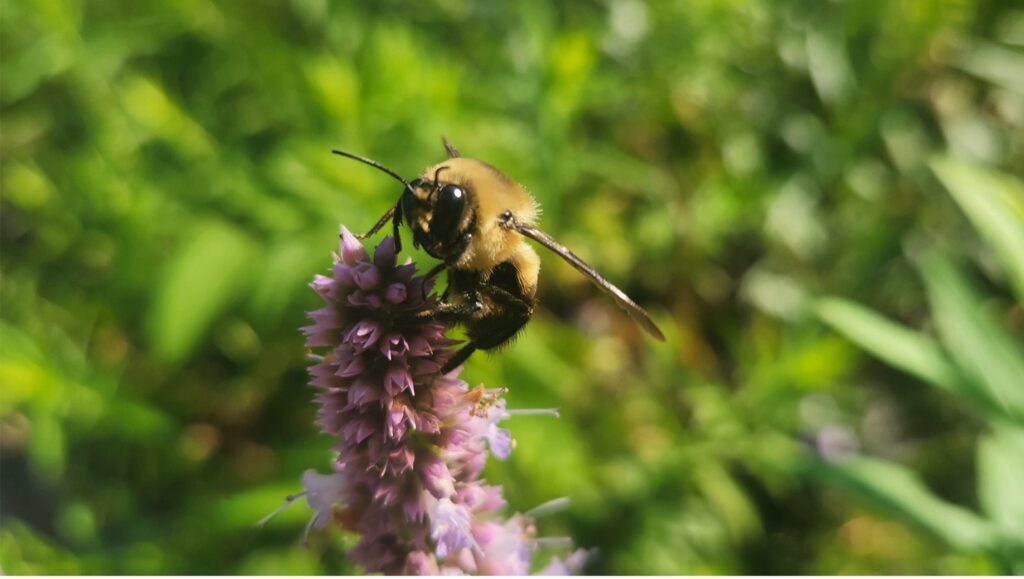 Brown Belted Bumblebee pollinating a purple flower.