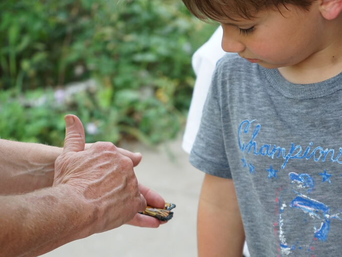 A Summer Day Camper studies a tagged monarch butterfly.
