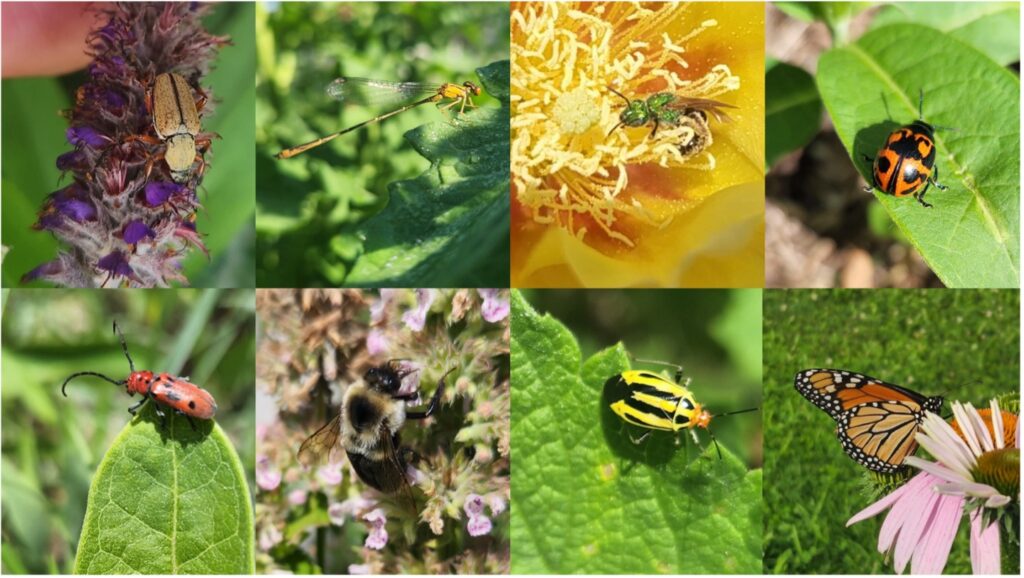 A 2 x 8 grid of various insects.
