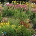 FREE! Badger Talk with Susan Carpenter, Native Plant Curator at UW-Madison Arboretum