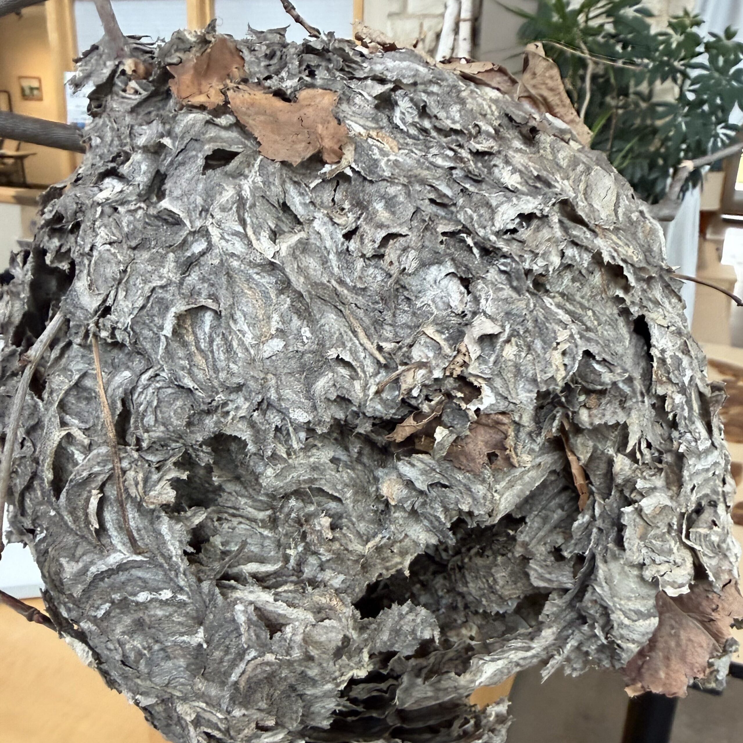A large paper wasp nest.