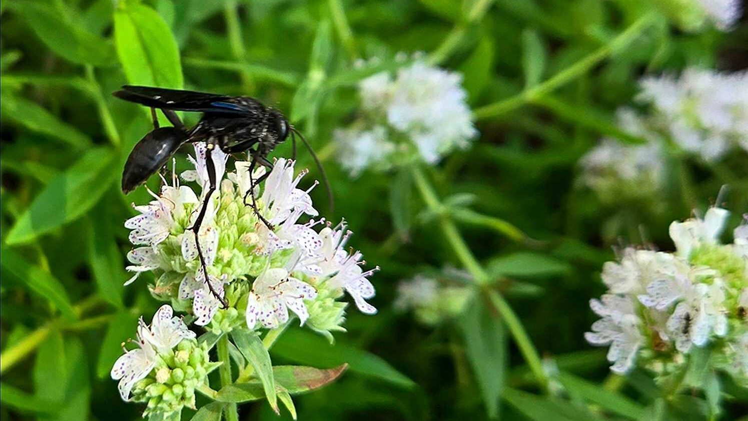 A great black wasp perched on a white flower.