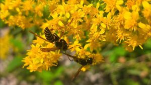 Two paper wasps up close on a yellow plant.