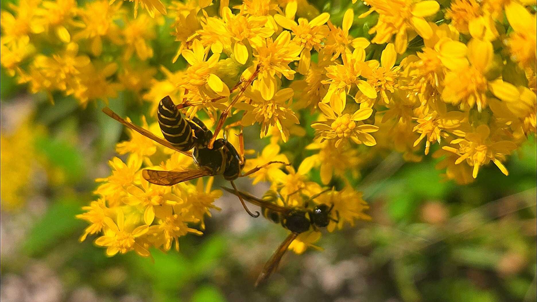 Two paper wasps up close on a yellow plant.