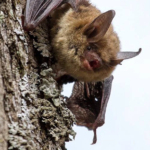 Celebrate Bat Month in Wisconsin!