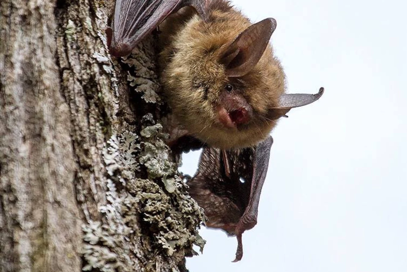 Celebrate Bat Month in Wisconsin!